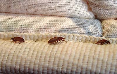 I found bed bugs in my hotel room.